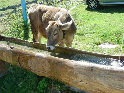 Animal Water Trough for sale in UK | 55 used Animal Water Troughs