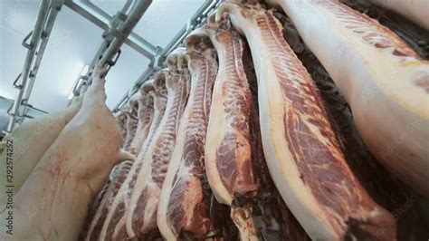 Carcasses Of Fresh Pork Hanging On Hooks In The Refrigerator Slow