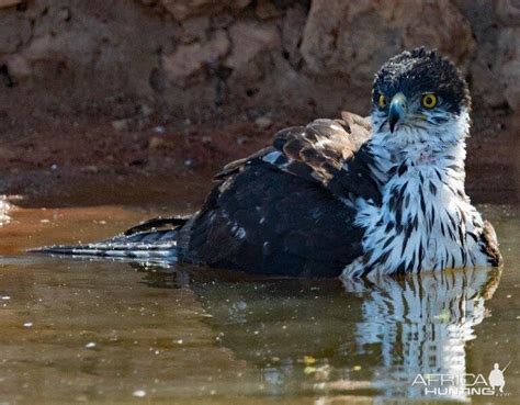 African Hawk South Africa | AfricaHunting.com