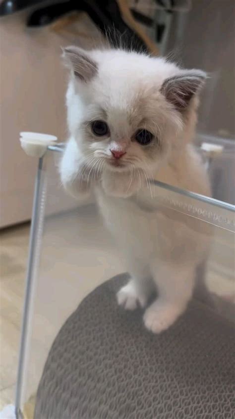 Pin De Just Cuteness😻 Em Cute Kittens Animais De Estimação