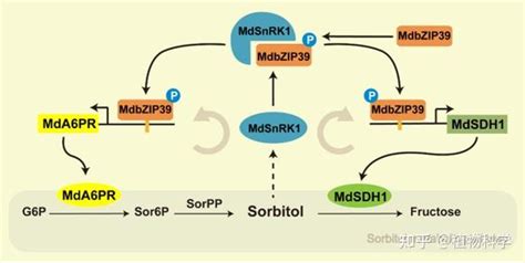 康奈尔大学程来亮实验室揭示snrk1介导的bzip39磷酸化调控苹果山梨醇合成代谢的机制 知乎