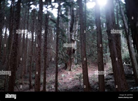 A Japanese Big Cedar Tree In The Mysterious Forest Daytime Stock Photo
