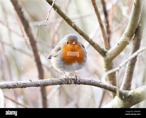 Robin Uk Winter A Front View Of A Robin Redbreast Or European Robin