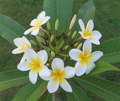 Plumeria alba | Desert garden, Frangipani, Plants