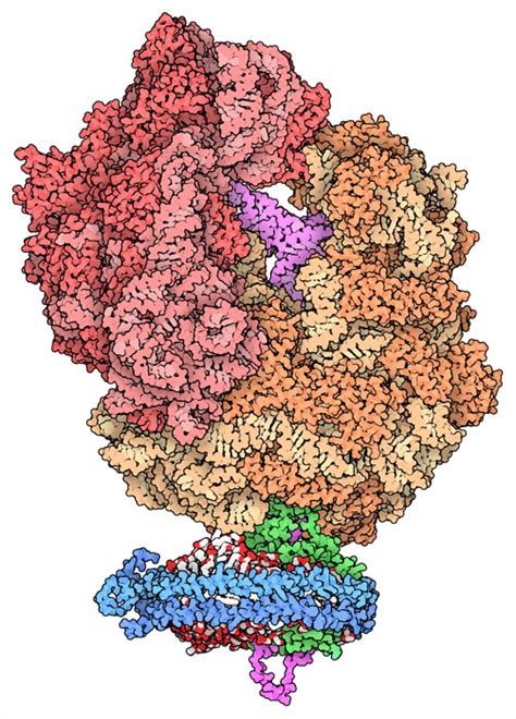 Nanodiscs And Hdl Molecule Of The Month Pdbj Numon