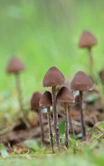 "Panaeolus sphinctrinus" Mushroom Pictures, Slime Mould, Mushroom Fungi, Toadstool, Foraging ...