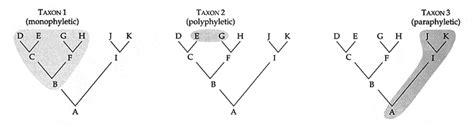 MykoWeb -- Fungal Taxonomy I