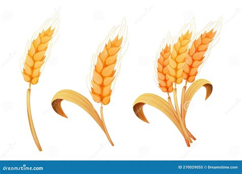 Wheat Spikelet Grain On Straw In Cartoon Style Detailed Isolated On