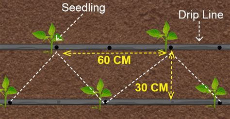 Planting tomato seedlings | Don't Lose The Plot