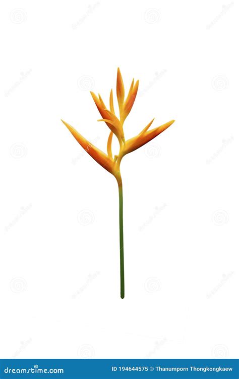 Heliconia Psittacorum Golden Torch Flowers Tropical Flowers Isolated