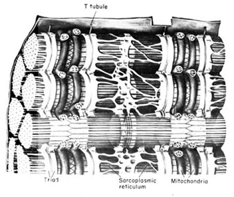 Aula Tecido Muscular Estriado Esquel Tico Departamento De Morfologia