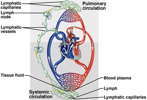 Lymphatic System Is A System Of Thin Tubes That Runs Throughout The Body