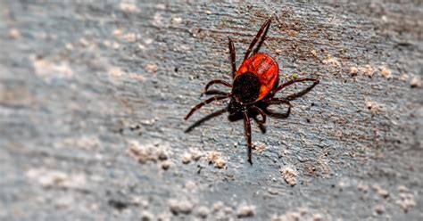 Tick Results Healthunit Haldimand Norfolk