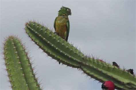 Caatinga Animais Do Bioma Exclusivamente Brasileiro Comportamento