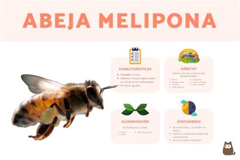 Abeja Melipona Melipona Beecheii Caracter Sticas Y H Bitat