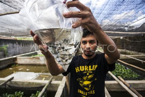 Budi Daya Ikan Hias Antara Foto