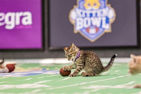 Kitten Bowl III Photos