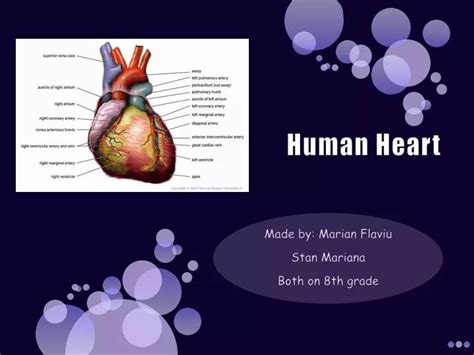 Ppt Human Heart Powerpoint Presentation Free Download Id 1958465