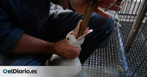 España Entre Los únicos Cinco Países Europeos Que Amparan La Alimentación Forzada De Patos Para