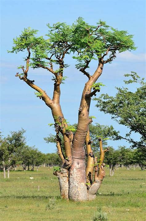 Moringa Oleifera Baum Pflanze Gesunde Natur