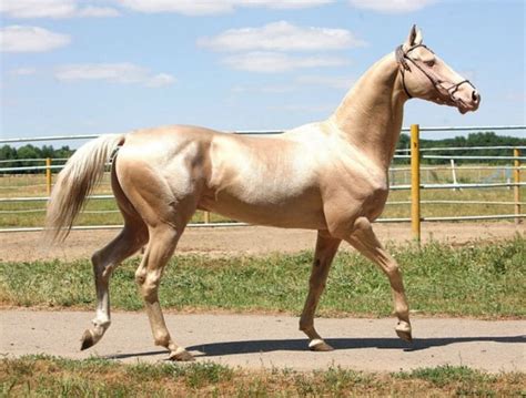 Razas De Caballos Las 10 Mejores Razas Del Mundo