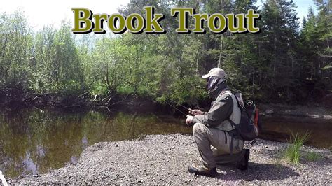 Brook Trout Fishing A Small River New Brunswick Canada Youtube