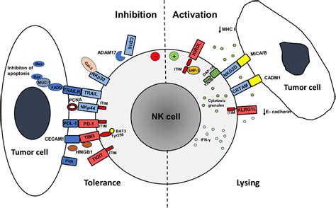 Frontiers Cross Talk Between Tumor Cells Undergoing Epithelial To Mesenchymal Transition And