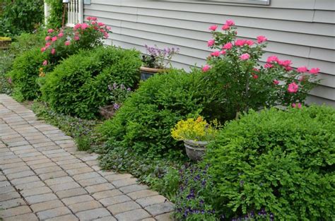 Companion Plants For Boxwoods Markanthonystudios Net