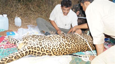 Serangan Macan Tutul Meningkat Tapi Apakah Binatang Ini Menolong