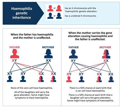 Haemophilia Men And Babies Haemophilia Foundation Australia