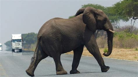 Glosse Aus Ärger über Grünen Pläne will Botswana Elefanten nach