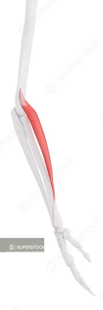 Extensor carpi radialis longus muscle, computer illustration. - SuperStock