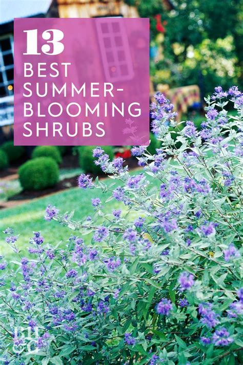 Summer Flowering Shrubs That Are Super Easy To Grow Shrubs Garden