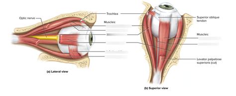 Eye Muscles Diagram | Quizlet