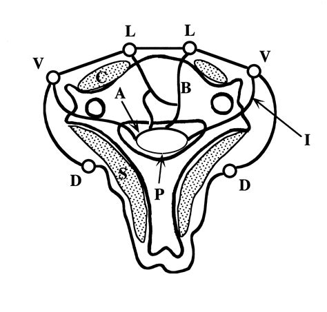 Topographic Anatomy Of The Vertebral Venous System In The Thoracic