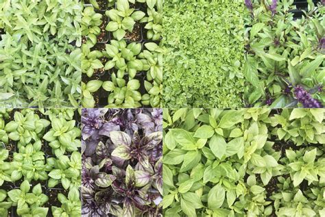 9 Types of Basil (and what to do with them) - Live Lynnette