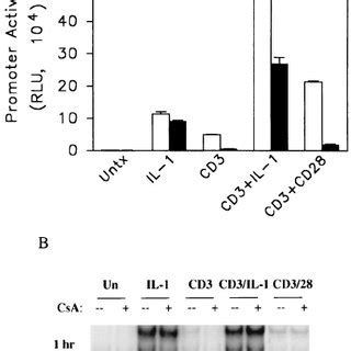 The Effect Of CsA On NF B Reporter Gene Activity And EMSA Ac