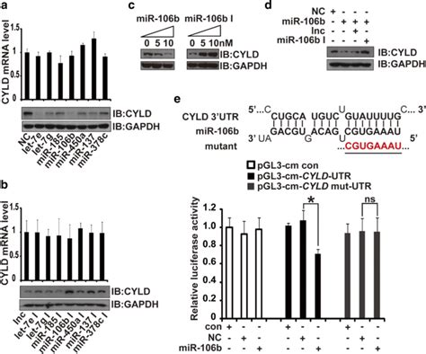 Mir 106b Targets Cyld Directly A About 5 μm Of Each Mirna Mimic Or Nc Download Scientific