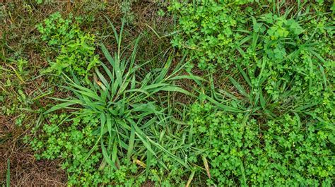 How Do Weeds Grow So Fast And How Quickly Can They Grow Peppers Home And Garden