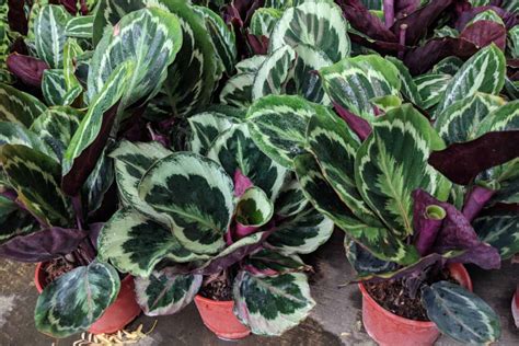 How To Grow And Care For The Calathea Roseopicta