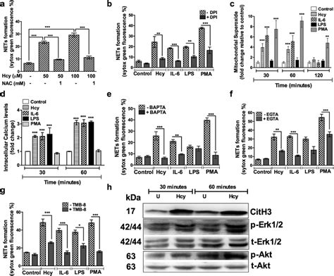 Homocysteine Induced Netosis Is Ros And Ca Influx Dependent Freshly