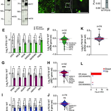 Perk Signaling Prevents Tau Yfp Aggregation A Biosensor Cells Were