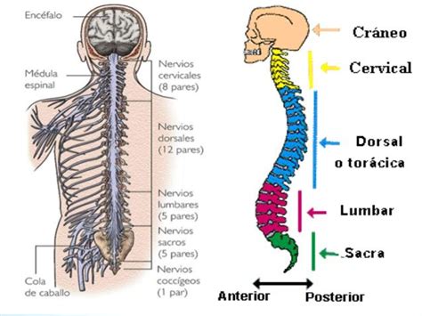 Sistema Nervioso Perif Rico Partes Y Funciones Con Im Genes