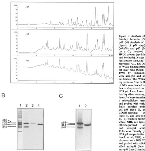 Figure From Molecular And Functional Characterization Of The P