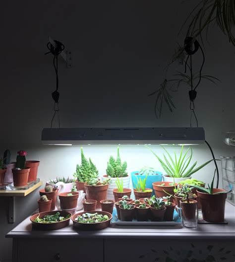 New Grow Light Setup 💡🌵 : r/succulents