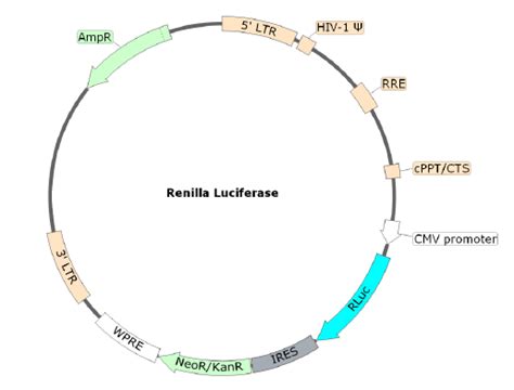 Renilla Luciferase Lentivirus