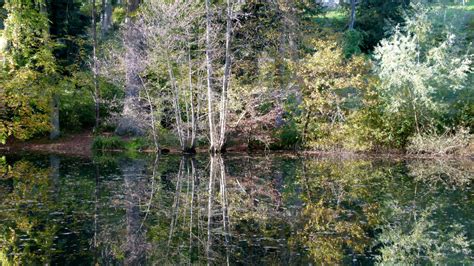 Kostenlose Foto Baum Wasser Wald Sumpf Wildnis Ast See Fluss