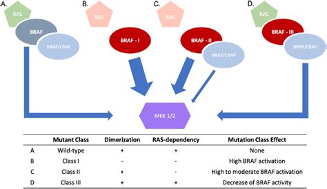 Braf Mutations Classes Schematic Description Of The Wild Type The