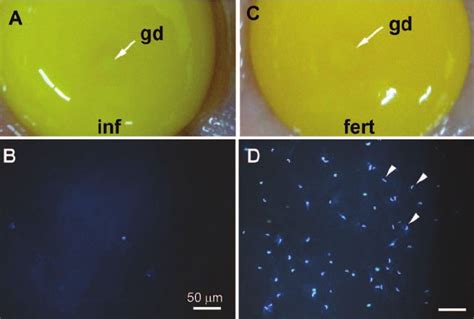 Macro view of germinal disc (gd) from an infertile (inf) and a fertile ...