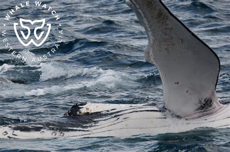 Humpback Competition Pod Whale Watch Western Australia